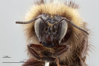 Media type: image;   Entomology 821940 Description: Specimen documentation photo of head frontal viewfrom specimen MCZ:Ent:821940, captured on2024-12-16;  Aspect: head frontal view